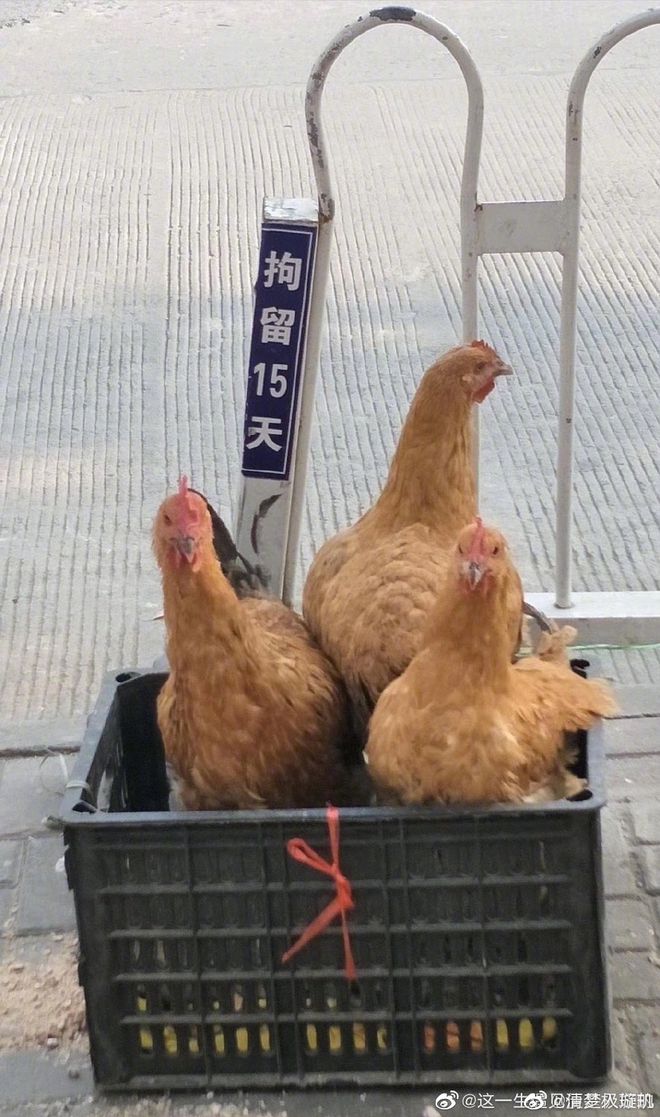 如何截取人人网视频号：轻松保存精彩瞬间